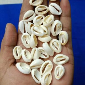 broken cowrie