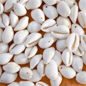 single hole cowrie